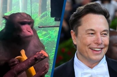 Elon Musk nën hetim. Neuralink vret mbi 1500 kafshë gjatë eksperimenteve për çipin në tru