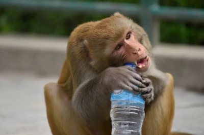 Studiuesit: ChatGPT duhet të pijë një shishe uji për çdo 20 - 50 përgjigje!