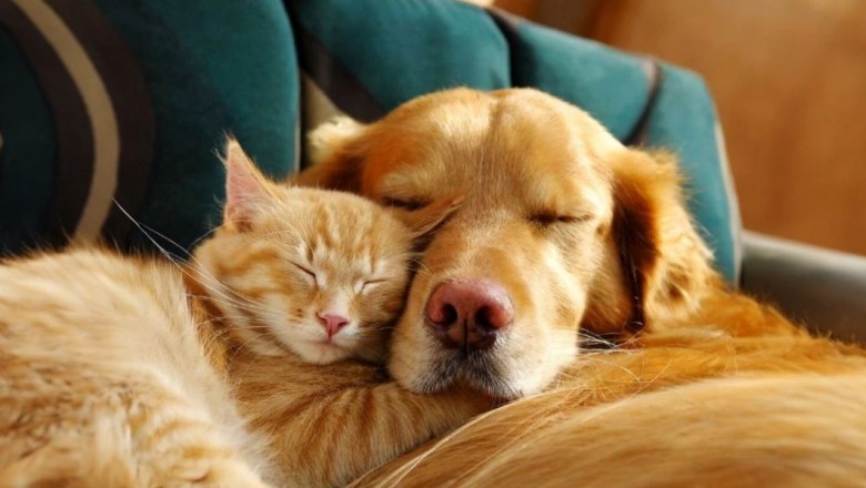 Inteligjenca Artificiale së shpejti do përkthejë atë që macja ose qeni juaj po ju thotë