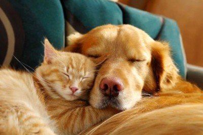 Inteligjenca Artificiale së shpejti do përkthejë atë që macja ose qeni juaj po ju thotë